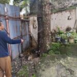 Serangan Ulat Bulu